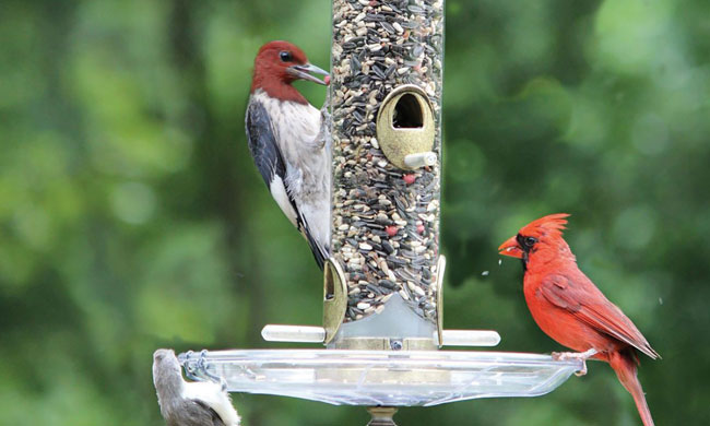 Why Wild Bird Lovers Should Choose Top-of-the-Crop Natural Feed: If you can't read it, don't feed it