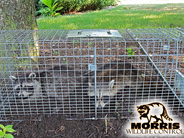 Jackson Michigan Business Spotlight - Morris Wildlife Control